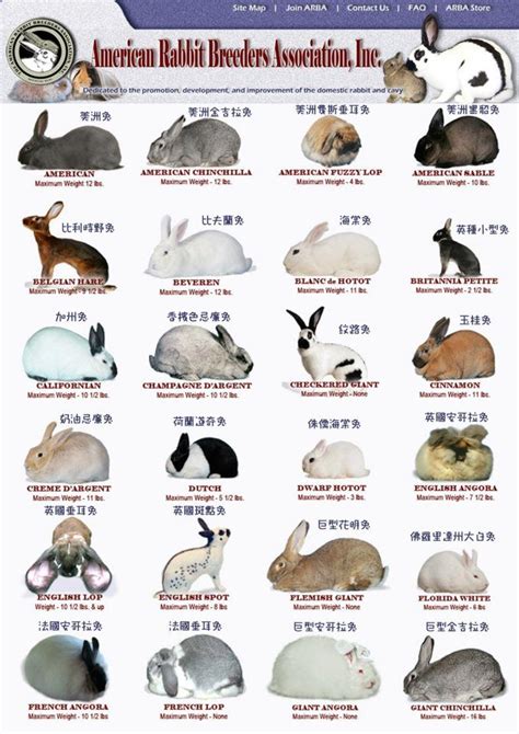 Pin By Gville Rabbit Rescue On Facts And Info Rabbit Breeds Pet Bunny