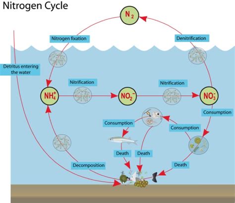 Freshwater Ecology Nitrogen Cycle
