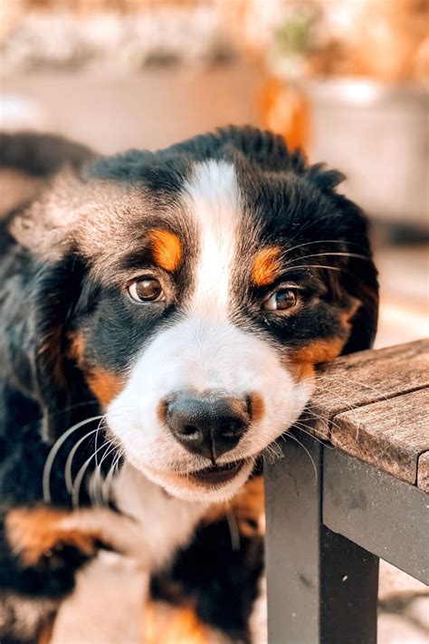 Mini Bernese Mountain Dog Price What To Expect Dog Pricing