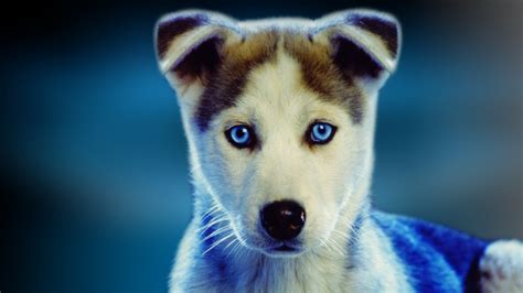Dog Widescreen Wallpaper For Laptops Free Wallpapers