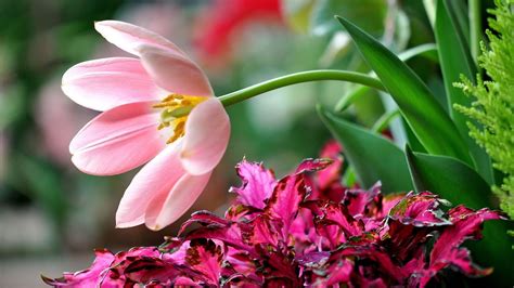 15 Incomparable Flowers Desktop Backgrounds You Can Get It At No Cost