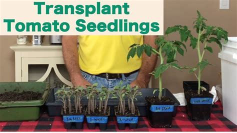 when to transplant tomato seedlings youtube