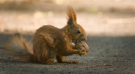 Nutty Squirrel Red Squirrel Sciurus Vulgaris Eating A Wa Flickr