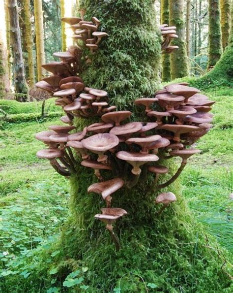 34 Best Edible Wild Mushrooms Of Pennsylvania And The Mid Atlantic