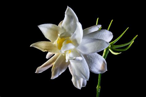 Gambar Mekar Menanam Putih Daun Bunga Berkembang Botani Flora