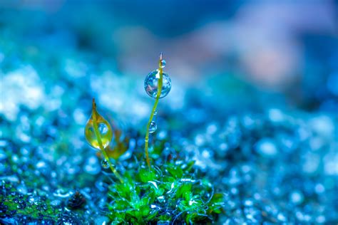Wallpaper Colorful Depth Of Field Nature Plants Water Drops