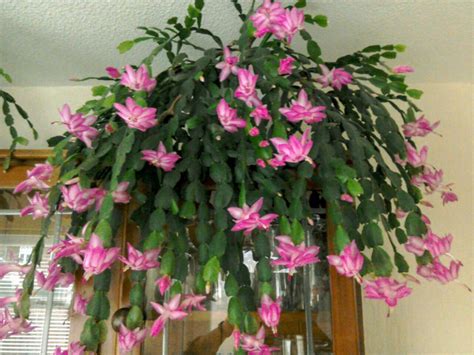 It has been a few years since i have made a. Christmas cacti Nov 2018 - Lynne Lee | Christmas cactus ...