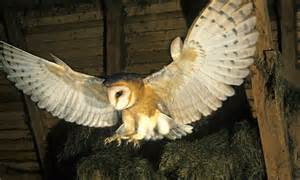 In Thrall To The White Ghost The Beautiful But Deadly Barn Owl Daily