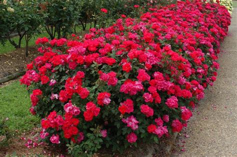 Ground Cover Under Knockout Roses Ground Cover And Shrubs