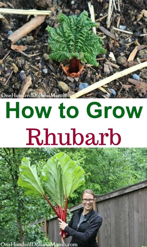How To Grow Rhubarb Start To Finish One Hundred Dollars A Month