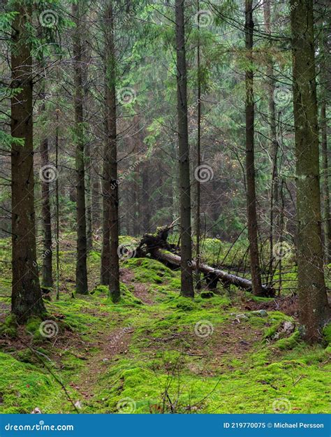 A Fallen Tree In The Dense Pine Forest In The Nature Reserve Called
