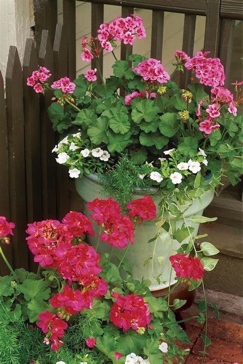 Plant Geraniums in Containers | Container flowers, Container gardening