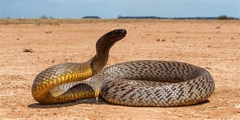 Most Venomous Snakes In The World 11 Deadliest Snakes⚠️ 2023