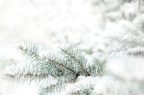 Christmas Tree Covered With Snow Stock Photo Download Image Now Istock