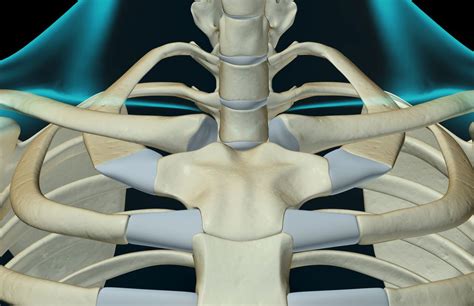 Sternoclavicular Sc Joint Dislocations