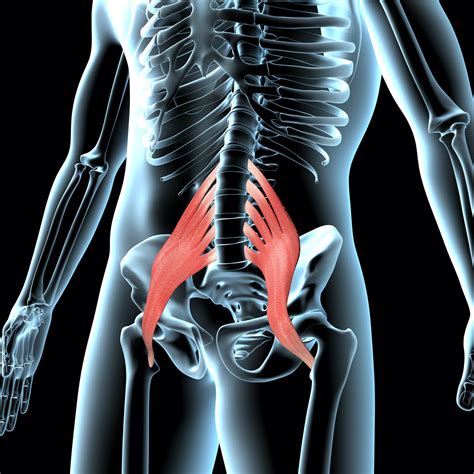 Psoas Muscle Pain Anatomy Symptoms And How To Find Relief