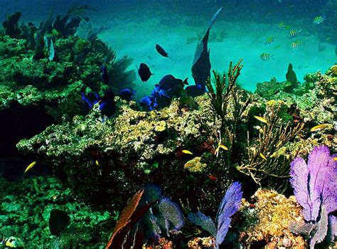 Sombrero Reef Ledge Sanctuary Preservation Area Florida Keys