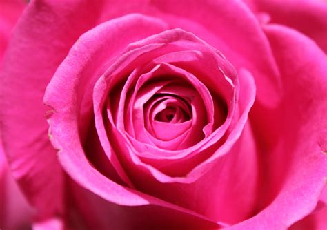Картинки Роза Розового Цвета Telegraph