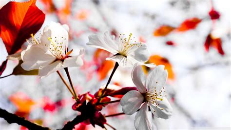 Spring pictures, free stock photos, spring pictures, spring background, spring season, spring flower images, spring flowering trees, early spring pictures, spring summer pictures, spring rain pictures, beautiful nature spring, spring flowers. Spring Season Wallpapers ·① WallpaperTag