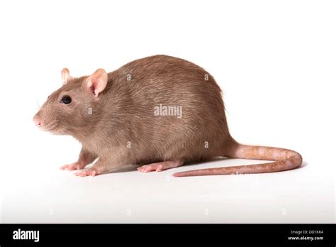 Brown Rat Rattus Norvegicus Kent Uk Stock Photo Alamy
