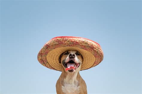 Perro Con Sombrero Tradicional Mexicano Staffordshire Terrier Gracioso