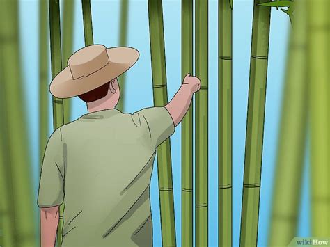 Cómo Curar El Bambú 13 Pasos Con Imágenes Wikihow Ideas De Bambú
