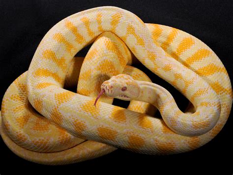 Albino Darwin Carpet Python One Of The Most Beautiful Pyth Flickr