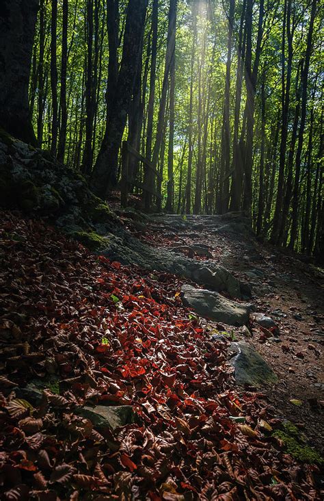 Light On The Path Photograph By Acas Photography Fine Art America