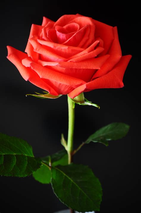 Free Download Filered Rose Against A Black Background Wikimedia