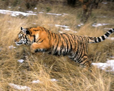 Leaping Siberian Tiger Photograph By Larry Allan Fine Art America