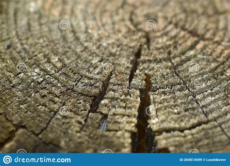 Wooden Pattern Of A Slice Of The Old Rotten Timber Stock Image Image