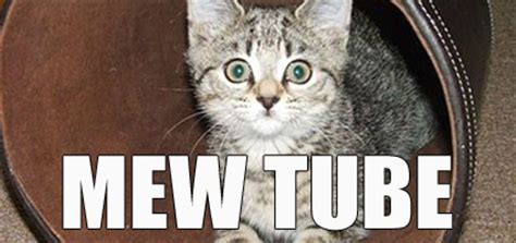 Subscribe to our top stories. 7 Cat Puns You Need to Read Right Meow - Catster