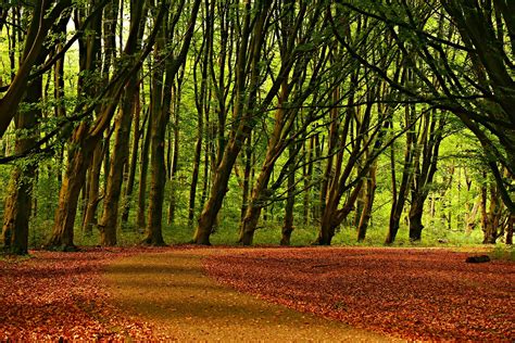 Tree Forest Lane Free Photo On Pixabay Pixabay