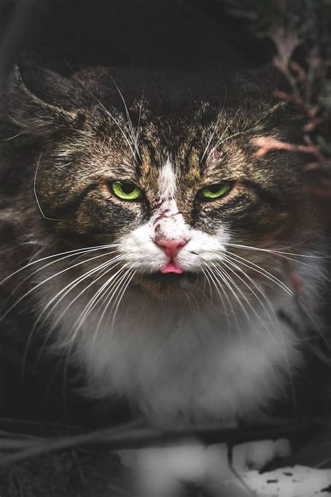 Dignified Stray Cat Photos Celebrate Their Unique Beauty