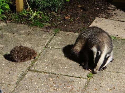 A hedgehog kept as a pet requires dedication and patience. Are badgers to blame for the decline in hedgehogs ...