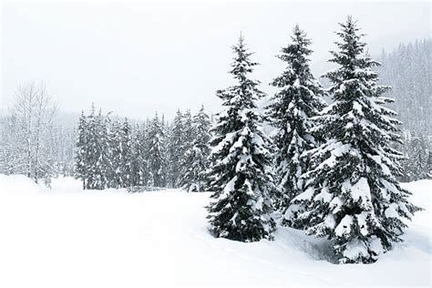 125900 Snow Covered Trees Stock Photos Pictures And Royalty Free