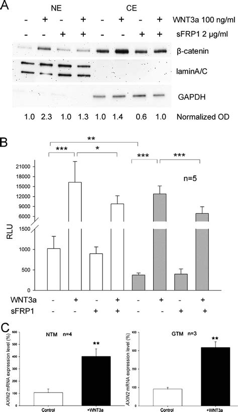 Existence Of A Functional Canonical Wnt Signaling Pathway In Primary Download Scientific