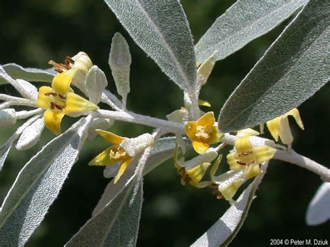Olive trees produce olive fruits, which have many culinary uses. Elaeagnus angustifolia (Russian Olive): Minnesota Wildflowers