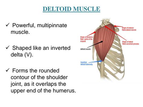 Solution Deltoid Muscle Studypool