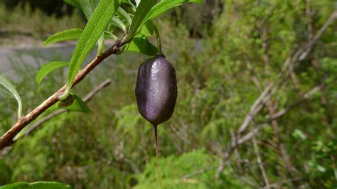 Purple Apple Berry Billardiera Lonlora Flower Leaf Care Uses