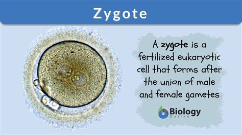 Zygote Definition And Examples Biology Online Dictionary