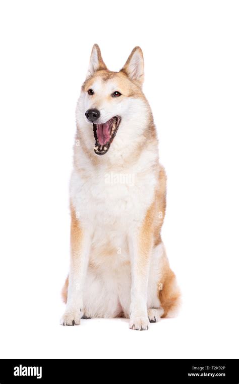 West Siberian Laika Dog In Front Of A White Background Stock Photo Alamy