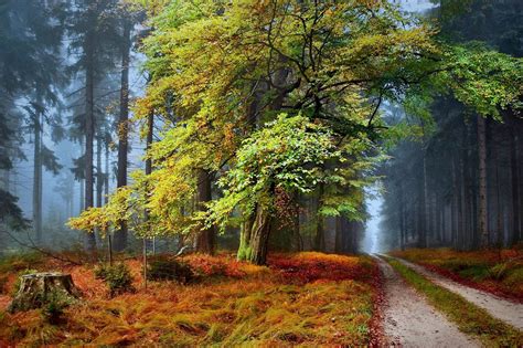 Forest Path Czech Republic By Karel Hofman On 500px Forest Path