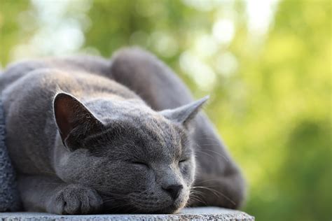 Why Do Cats Sleep So Much Cat Sleeping Patterns Explained