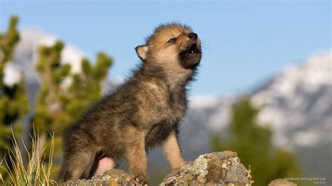 Cute Wolf Pup Wallpaper