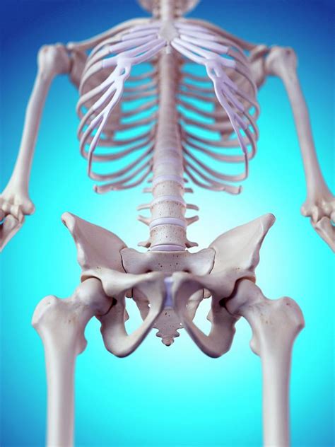 Human Pelvic Bones Photograph By Sebastian Kaulitzki Science Photo