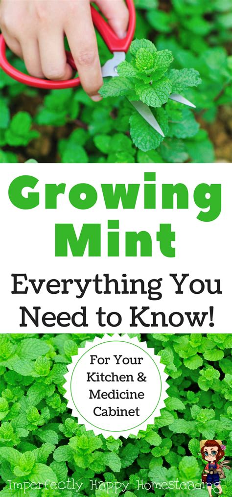 Growing Mint Everything You Need To Know Growing This Herb For Your