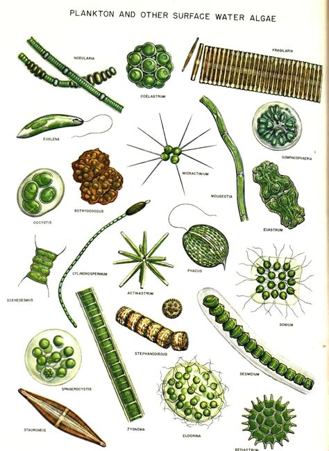 Plankton And Other Surface Water Algae Biology Plants Microscopic