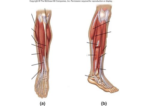 Anatomy Leg Muscles Diagram Quizlet