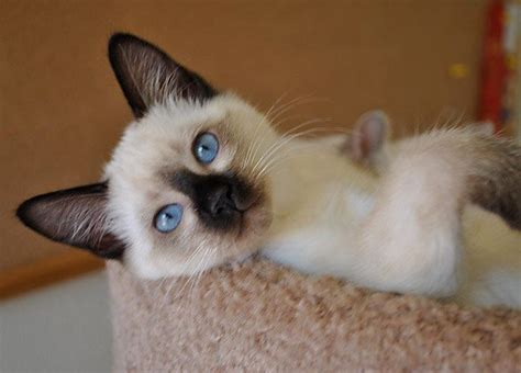 Baliwest Balinese Siamese Kittens For Sale Balinese Cat Cats